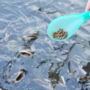 Peixes