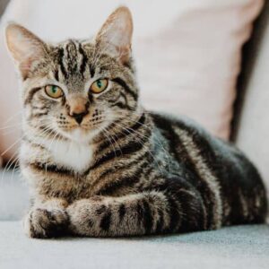 Gatos